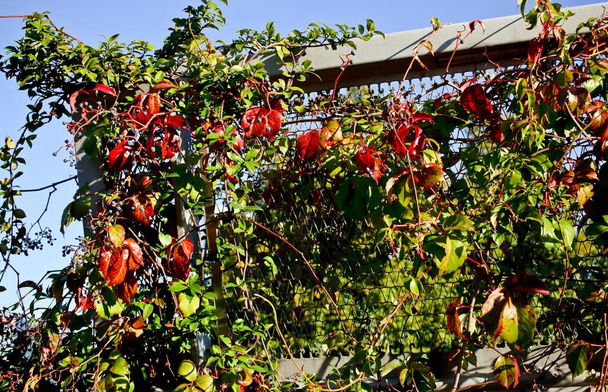 Ősz a városban: Virginia kúszó néven Parthenocissus quinquefolia, borít egy fém kerítés - Fotó, kép