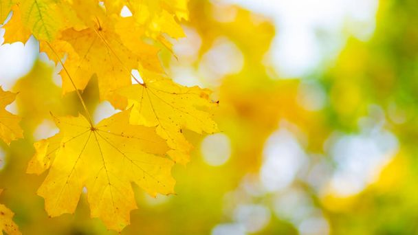 Autumn background with maple leaves. Yellow maple leaves on a blurred background. Copy space - Fotografie, Obrázek