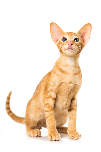 Oriental taquigrafía gato aislado - Foto, Imagen