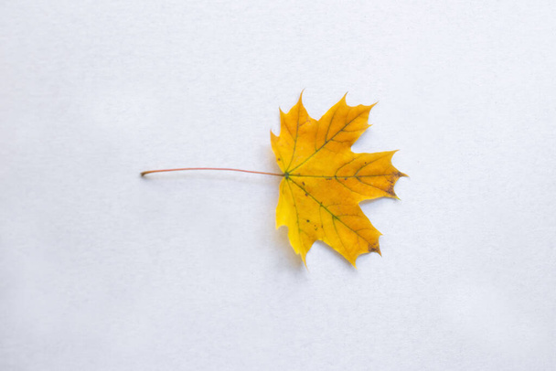 Herbst Blätter auf schwarzem Hintergrund - Foto, Bild