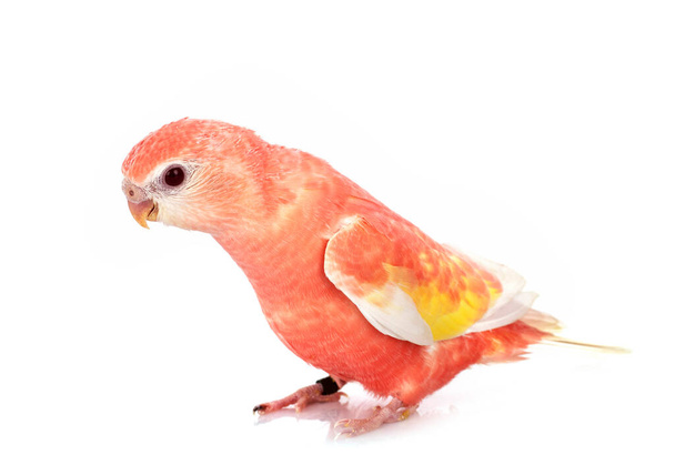 Bourke parrot in front of white background - Photo, Image