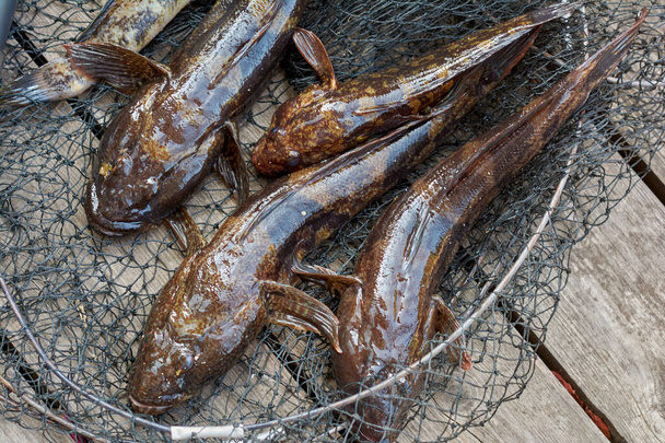 Amateur vissen, verse vis in een visnet. Vangst van de Zwarte Zee goby, gobiidae. Vers gevangen vis ligt op een houten platform. - Foto, afbeelding