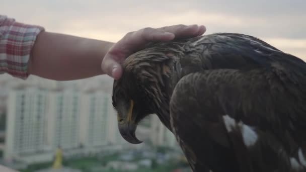 Main d'homme caressant un aigle en Mongolie Zaisan, au coucher du soleil - Séquence, vidéo