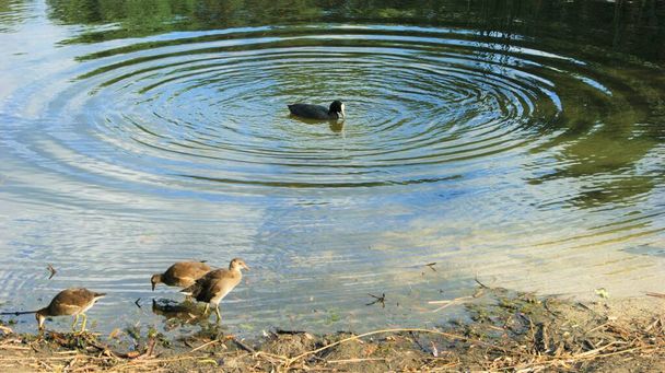 Wildenten im Teich, Natur - Foto, Bild