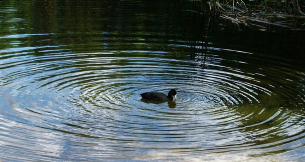 Göletteki vahşi ördek, doğa - Fotoğraf, Görsel