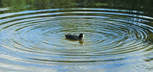 pato salvaje en el estanque, naturaleza - Foto, Imagen
