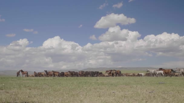 Vahşi Moğol bozkırlarında at sürüsü. Açıyı düzelt güneşli öğleden sonra - Video, Çekim