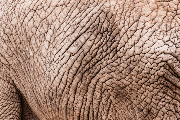 Patrón de elefante - Foto, Imagen