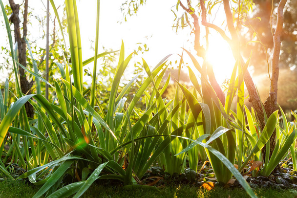 緑の芝生の芝生とバックライトの太陽の光を背景に自宅の裏庭の庭で虹彩の花の葉とサリックスmatsudana木の風景低角度ビュー。庭の散水造園デザインコンセプト - 写真・画像