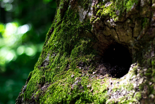 Auf dem Baum wächst Moos. Hohlraum eines Baumstammes. Waldgrünes Moos im Sonnenlicht - Foto, Bild