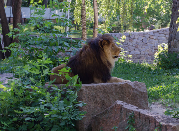 Löwe mit brauner Mähne zwischen den Bäumen, an einem warmen Tag - Foto, Bild