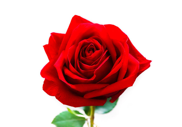 vörös rózsa, kerti virág fehér háttérrel, izolált közelkép - Fotó, kép