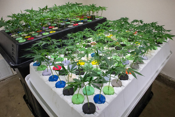 plano de perto das plantas de cannabis que crescem em estufa - Foto, Imagem