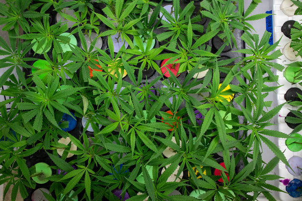 крупним планом знімок рослин конопель, що ростуть в теплиці
 - Фото, зображення