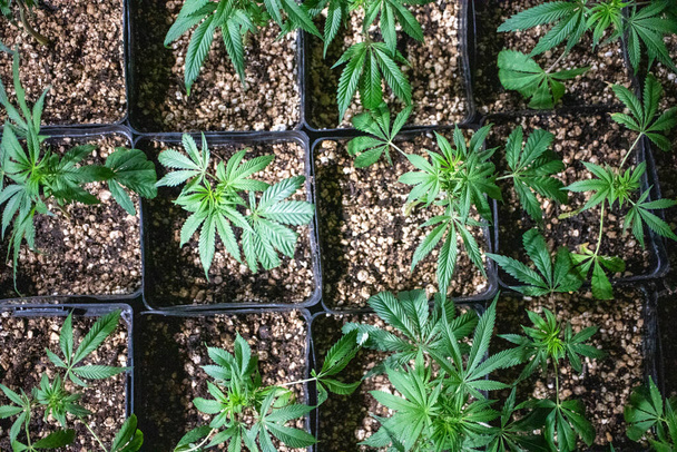 close-up shot of cannabis plants growing in greenhouse - Photo, Image