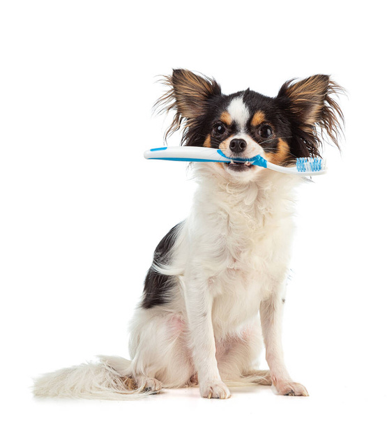Chihuahua mit einer Zahnbürste im Mund auf weißem Hintergrund - Foto, Bild
