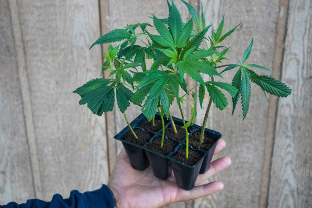 Mão segurando um pacote de seis clones de Cannabis na frente de uma parede de madeira - Foto, Imagem