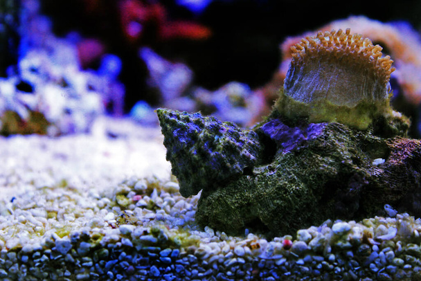 Šnek mořský v akváriu útesu - Fotografie, Obrázek