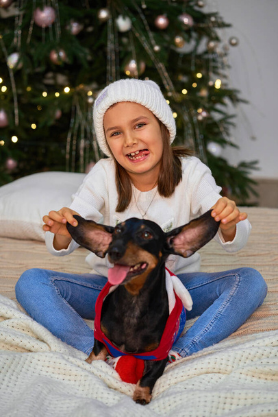 Happy childhood, Christmas magic fairy tale. A little girl is laughing with her friend, a dachshund dog, near the Christmas tree. - Zdjęcie, obraz