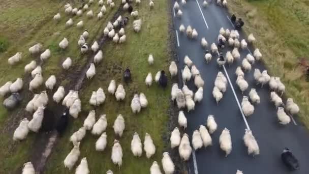 Беспилотник пролетел над стаей овец на исландской дороге. Облачный день, полет на малой высоте - Кадры, видео