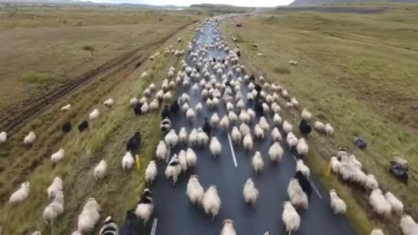 Drone aérien survolant un troupeau de moutons sur une route islandaise.drôle rare. Jour nuageux, vol à basse altitude - Séquence, vidéo