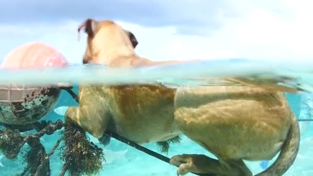 Σκύλος κάθεται σε ένα σχοινί κάτω από το νερό στη Γαλλική Πολυνησία. ηλιόλουστη μέρα αργή κίνηση - Πλάνα, βίντεο
