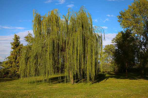 A weeping willow by the shore of a lake at sunset - Valokuva, kuva