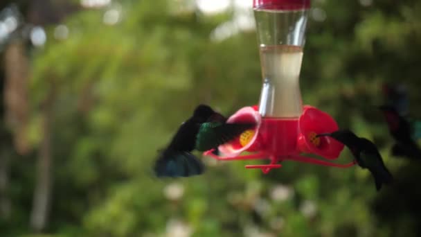 Verbazingwekkende kolibrie kijkende camera in de ogen. Vliegen en nectar drinken.  - Video