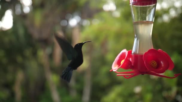 Verbazingwekkende kolibrie kijkende camera in de ogen. Vliegen en nectar drinken.  - Video
