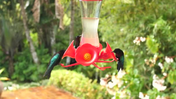Úžasný kolibřík hledící kameře do očí. Létání a pití nektaru.  - Záběry, video