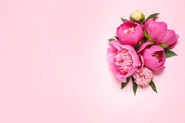 Beautiful fresh peonies on pink background, flat lay. Space for text - Φωτογραφία, εικόνα