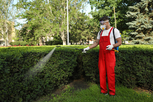 Worker spraying pesticide onto green bush outdoors. Pest control - Fotó, kép