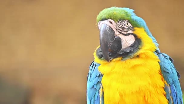 Close-up zicht op Blue en Yellow Macaw.  - Video