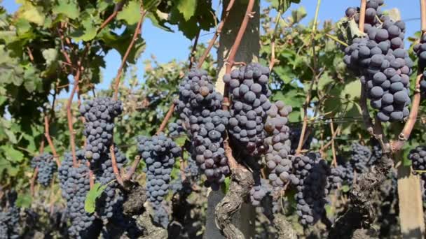 Filmación de ricas ramas de viñedo de uva oscura - Metraje, vídeo