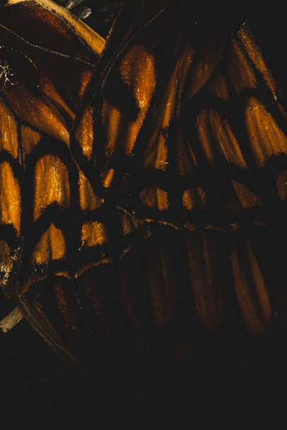 makró közel pillangó szárny, szelektív fókusz - Fotó, kép