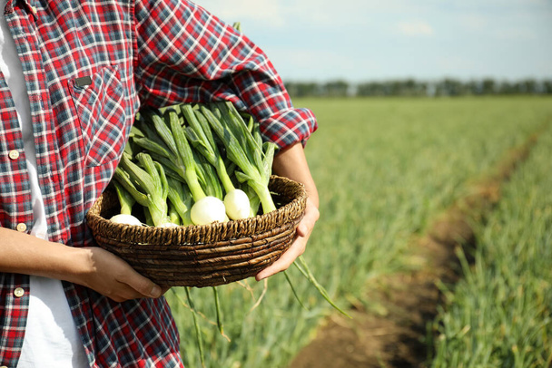 Woman holding wicker bowl with fresh green onions in field, closeup - Фото, зображення