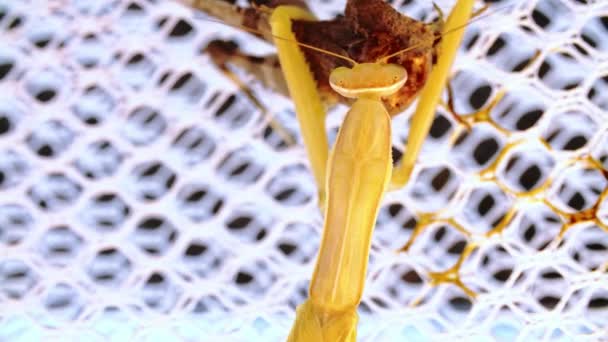 Geel bidsprinkhaan zit aan het witte net en eet de sprinkhaan - Video