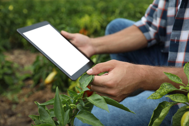 Man using tablet with blank screen in field, closeup. Agriculture technology - Foto, imagen