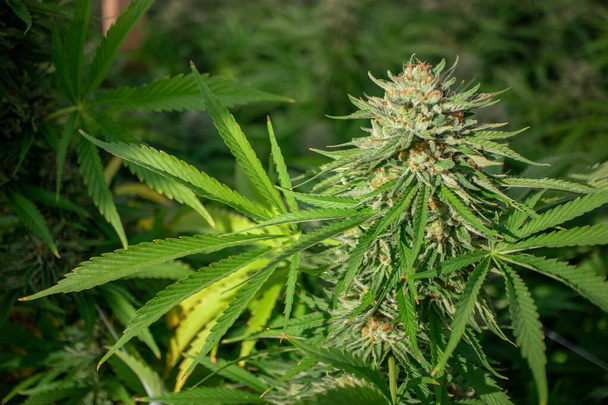 close-up macro shot van cannabisplant voor achtergrond - Foto, afbeelding