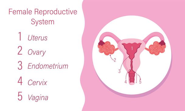 vrouwelijk menselijk voortplantingssysteem diagram van het inwendige orgaan - Vector, afbeelding