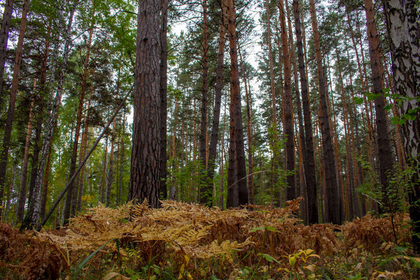 Les couleurs d'automne remplissaient la forêt de pins. Les feuilles de fougère jaunies couvrent le sol entre les arbres centenaires. - Photo, image