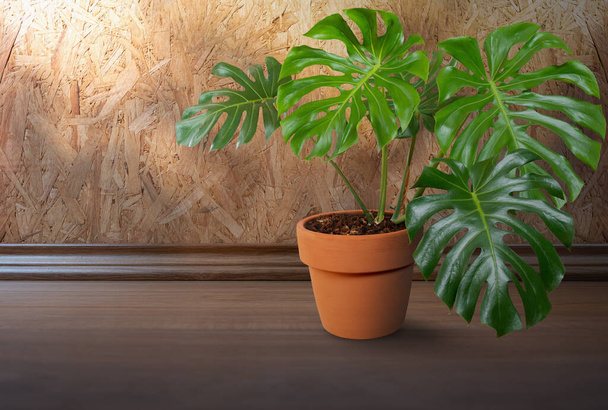 Monstera arbre dans des pots sur le plancher de bois dans la maison, plante de maison - Photo, image