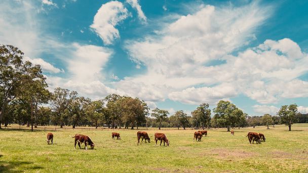 Cows grazing on a dairy farm in Adelaide Hills area, South Australia - Photo, Image