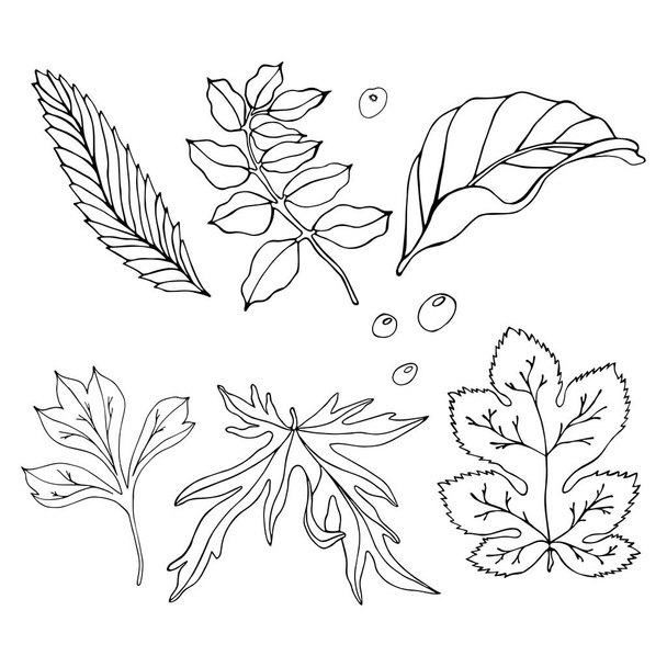 Set of hand drawn leaves for your design. Black outlines of leaves on a white background.Hand drawing leaves and raindrops. - Vector, Image