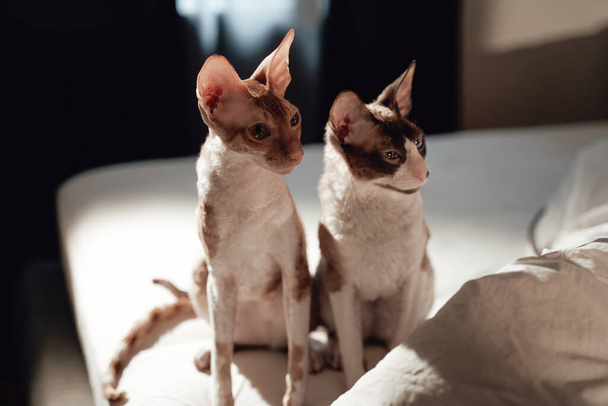 Dvě vzácné plemeno kočky relaxační na posteli v bytě - Fotografie, Obrázek