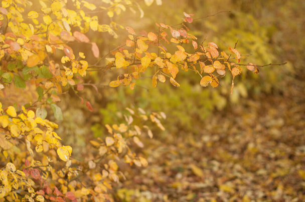 Colorful branches with golden autumn leaves in a wild forest - Fotó, kép