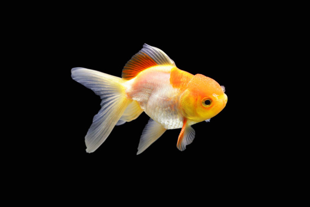 Boční obrázek zlaté rybky. Zlatá rybka izolovaná na černém pozadí. Zlatá rybka izolovaná na černém pozadí. Thajsko. - Fotografie, Obrázek