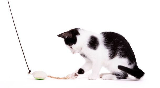 Giocoso gattino che insegue giocattolo, isolato su sfondo bianco - Foto, immagini