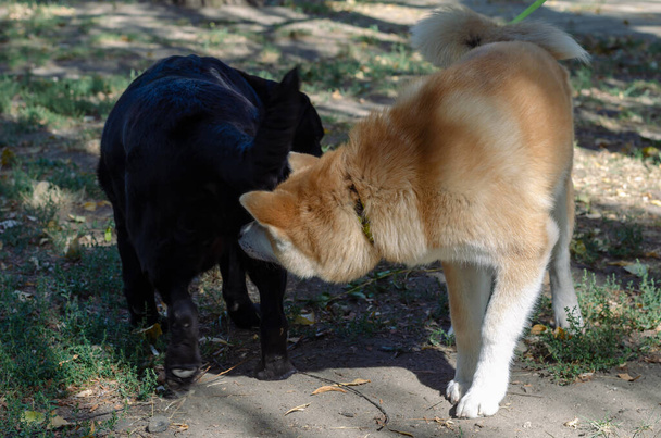 日本の秋田犬子犬は、犬の公園で大人の黒いラブラドールを満たしています。5ヶ月の秋田子犬と11歳の女性ブラックラブラドール取得します。ペット. - 写真・画像