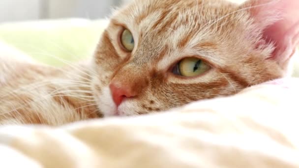 Gyönyörű belföldi európai sárga gyömbér macska fekszik az ágyban - Felvétel, videó
